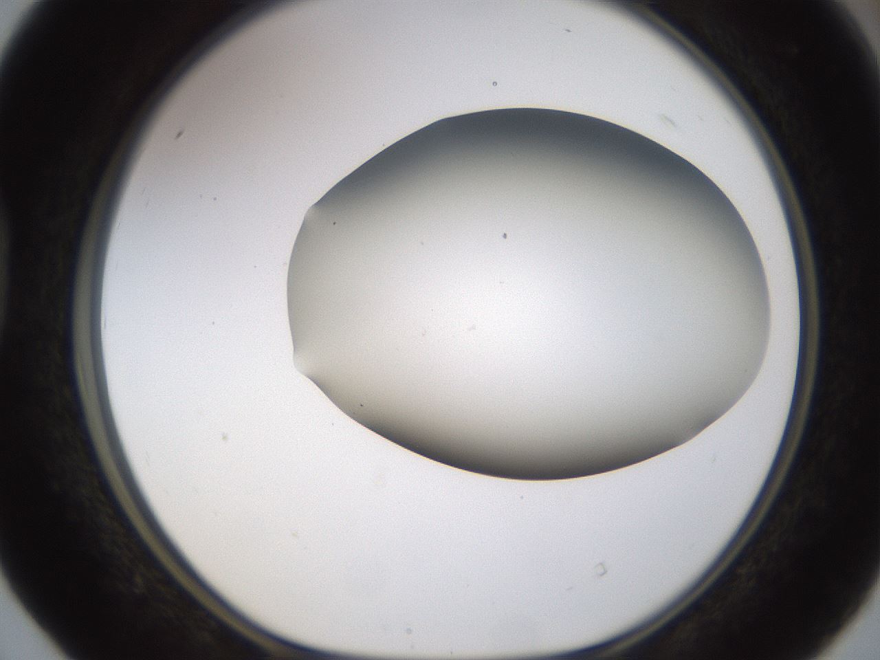 folderID188_plateID1188_batchID3357_wellNum40_profileID1_d1_r65062_ef.jpg