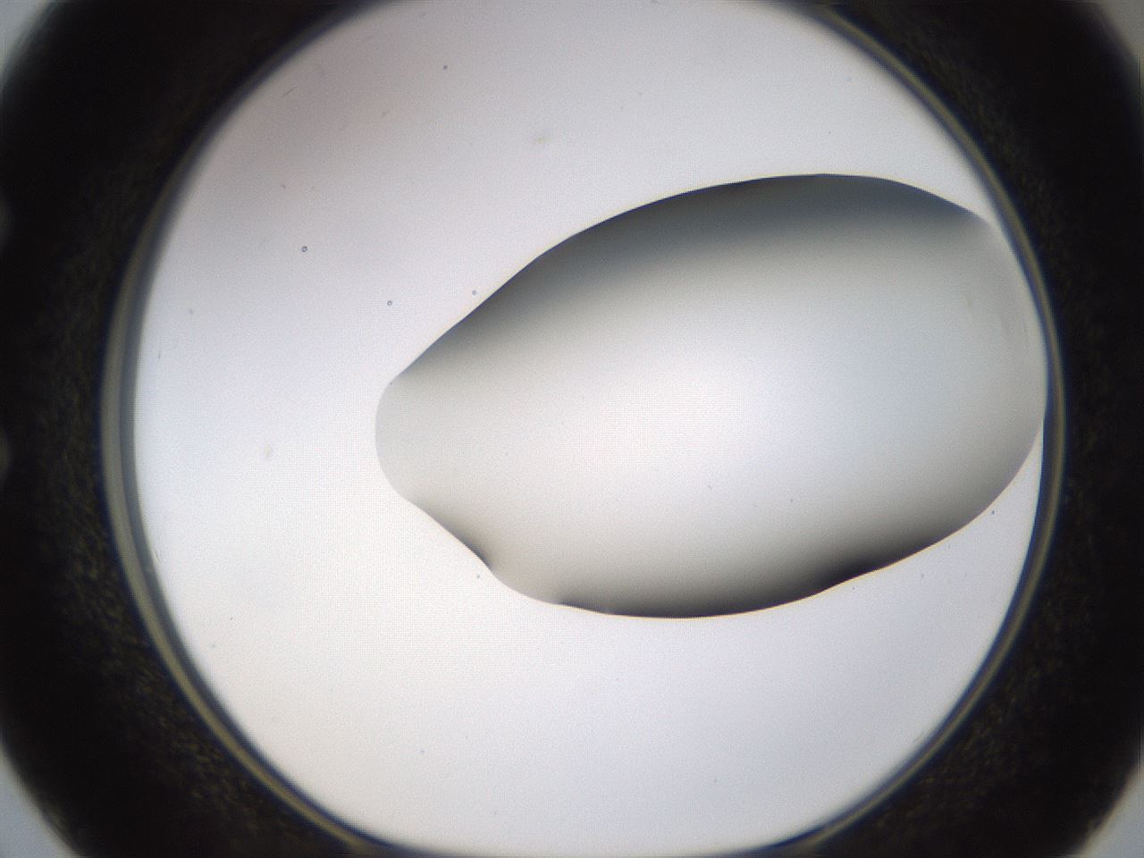 folderID188_plateID1188_batchID3357_wellNum50_profileID1_d1_r65072_ef.jpg