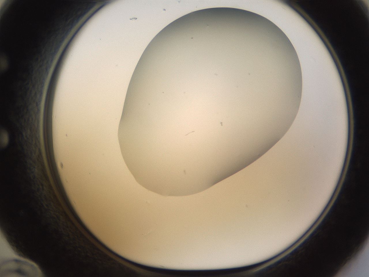 folderID188_plateID1188_batchID3357_wellNum60_profileID1_d1_r65082_ef.jpg