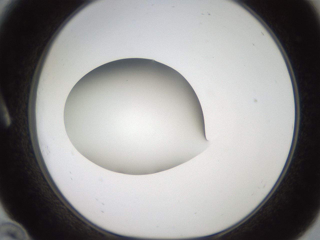 folderID188_plateID2188_batchID9953_wellNum10_profileID1_d1_r148032_ef.jpg