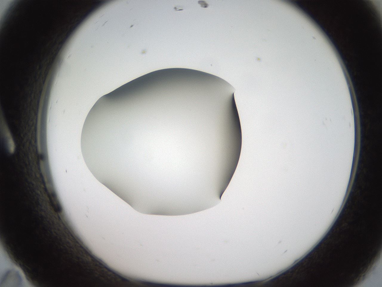folderID188_plateID2188_batchID9953_wellNum11_profileID1_d1_r148033_ef.jpg
