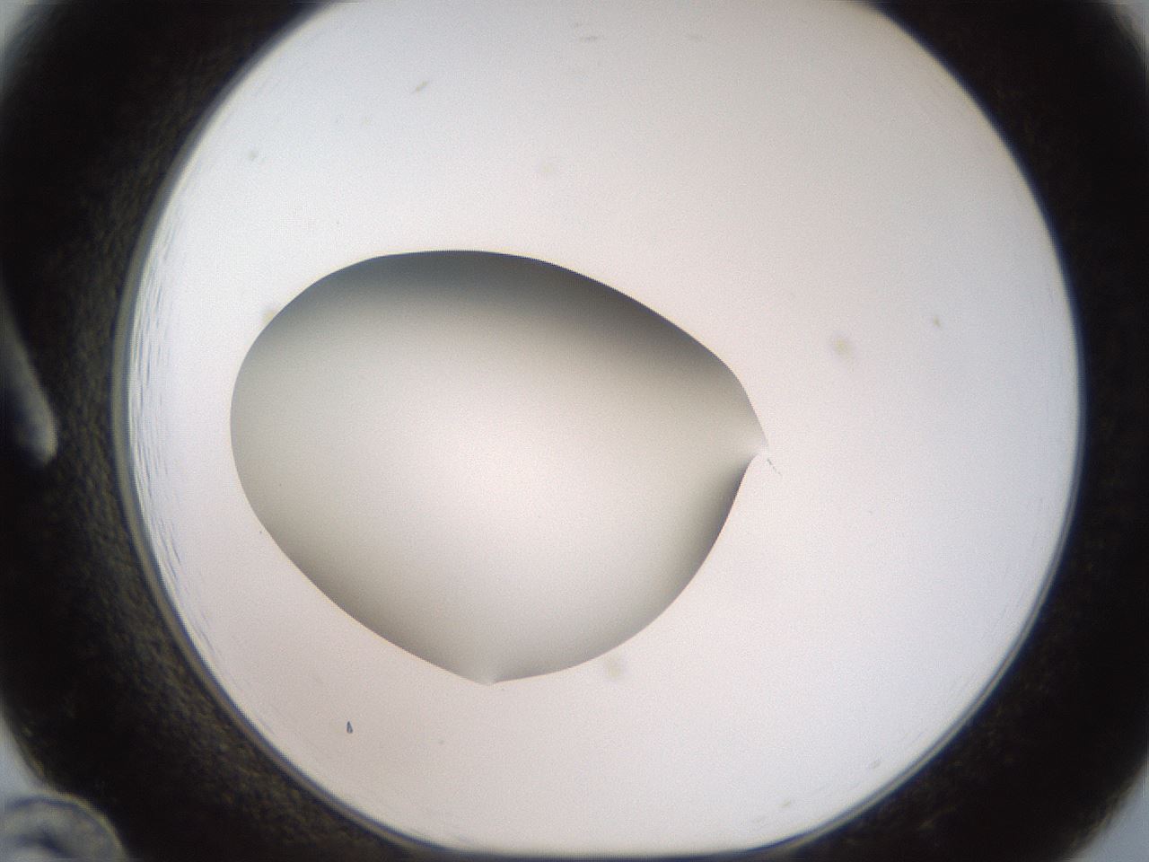 folderID188_plateID2188_batchID9953_wellNum12_profileID1_d1_r148034_ef.jpg