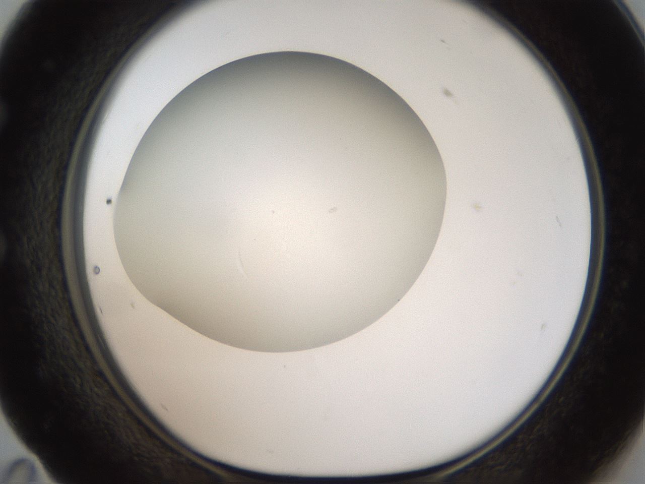 folderID188_plateID2188_batchID9953_wellNum59_profileID1_d1_r148081_ef.jpg