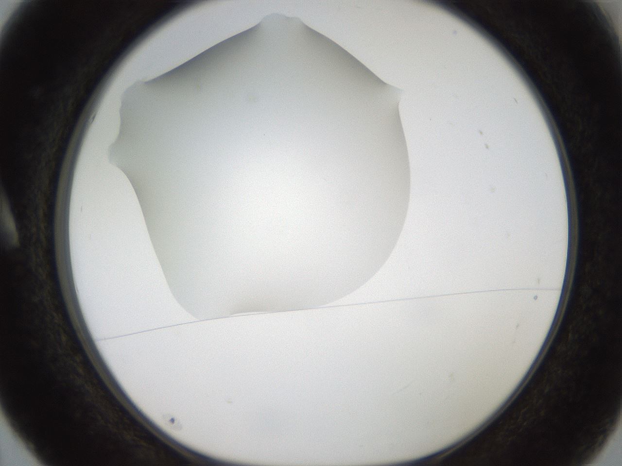 folderID188_plateID2188_batchID9953_wellNum5_profileID1_d1_r148027_ef.jpg