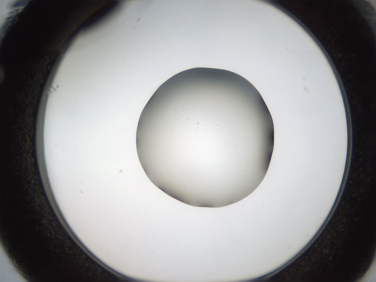 folderID188_plateID2188_batchID9953_wellNum61_profileID1_d1_r148083_ef.jpg