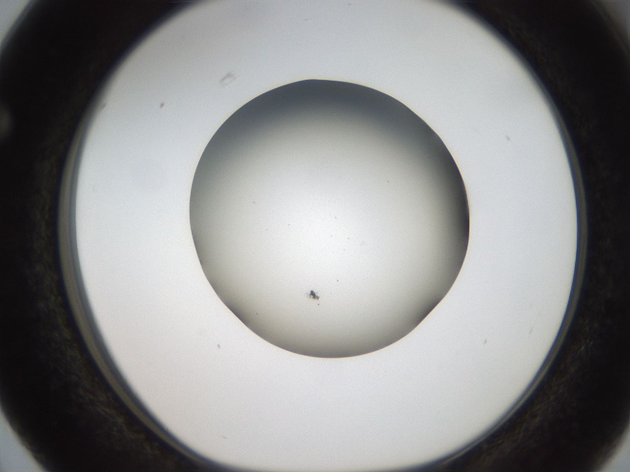 folderID188_plateID2188_batchID9953_wellNum63_profileID1_d1_r148085_ef.jpg