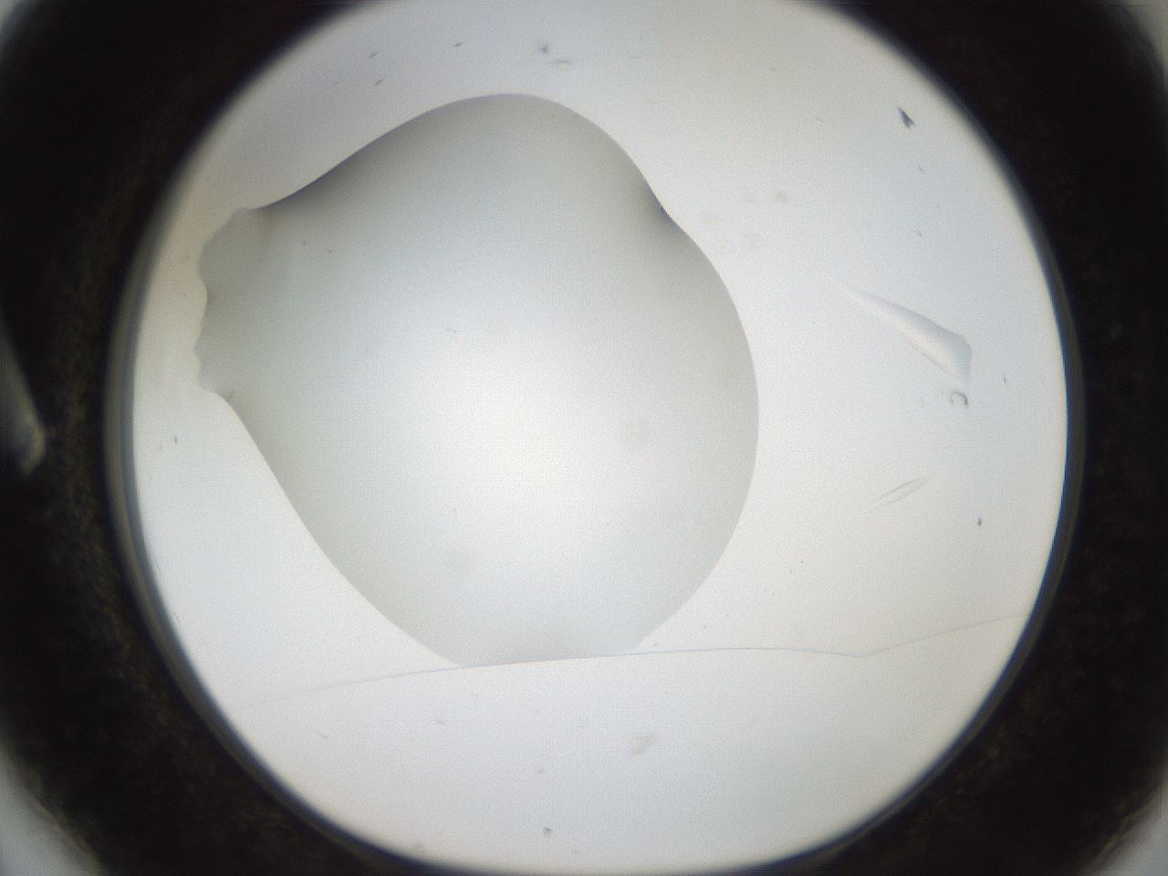 folderID188_plateID2188_batchID9953_wellNum6_profileID1_d1_r148028_ef.jpg