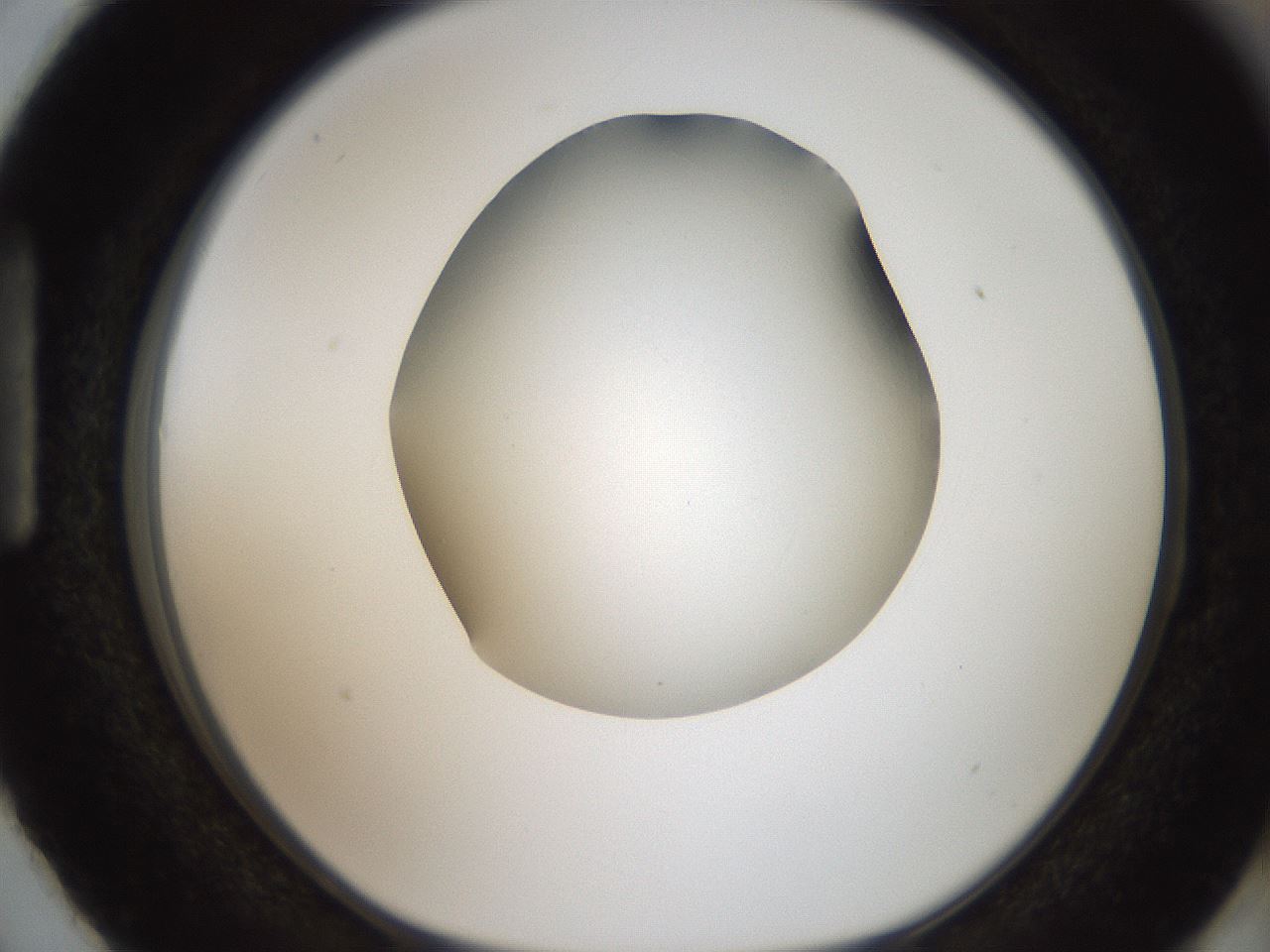 folderID188_plateID2188_batchID9953_wellNum87_profileID1_d1_r148109_ef.jpg
