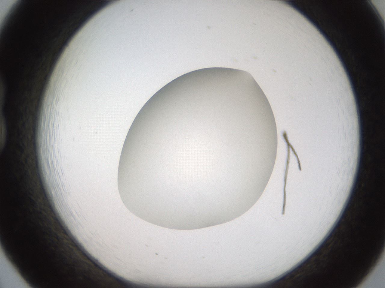 folderID188_plateID2188_batchID9953_wellNum20_profileID1_d1_r148042_ef.jpg