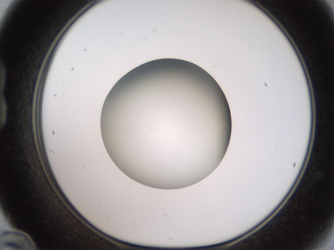 folderID188_plateID2188_batchID9953_wellNum24_profileID1_d1_r148046_ef.jpg