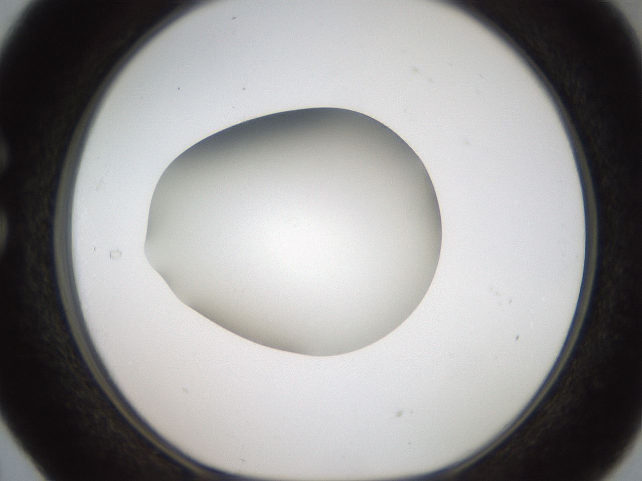 folderID188_plateID2188_batchID9953_wellNum29_profileID1_d1_r148051_ef.jpg