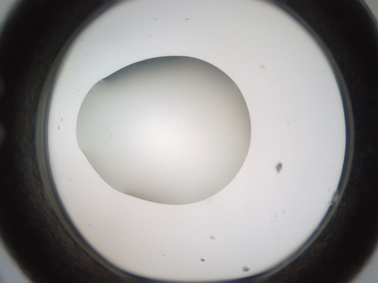 folderID188_plateID2188_batchID9953_wellNum32_profileID1_d1_r148054_ef.jpg