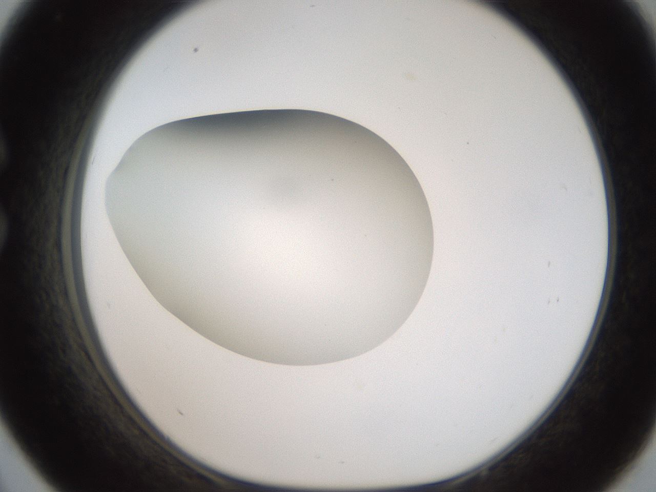 folderID188_plateID2188_batchID9953_wellNum33_profileID1_d1_r148055_ef.jpg