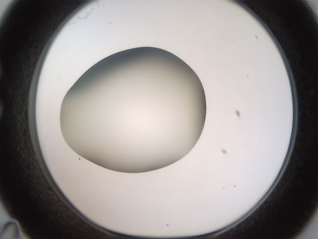 folderID188_plateID2188_batchID9953_wellNum35_profileID1_d1_r148057_ef.jpg