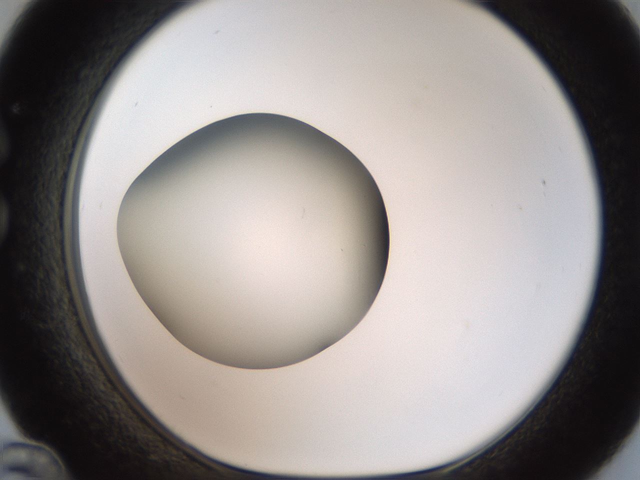 folderID188_plateID2188_batchID9953_wellNum36_profileID1_d1_r148058_ef.jpg