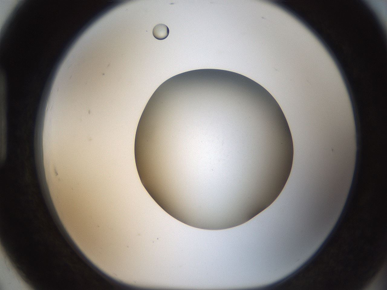 folderID188_plateID2188_batchID9953_wellNum91_profileID1_d1_r148113_ef.jpg