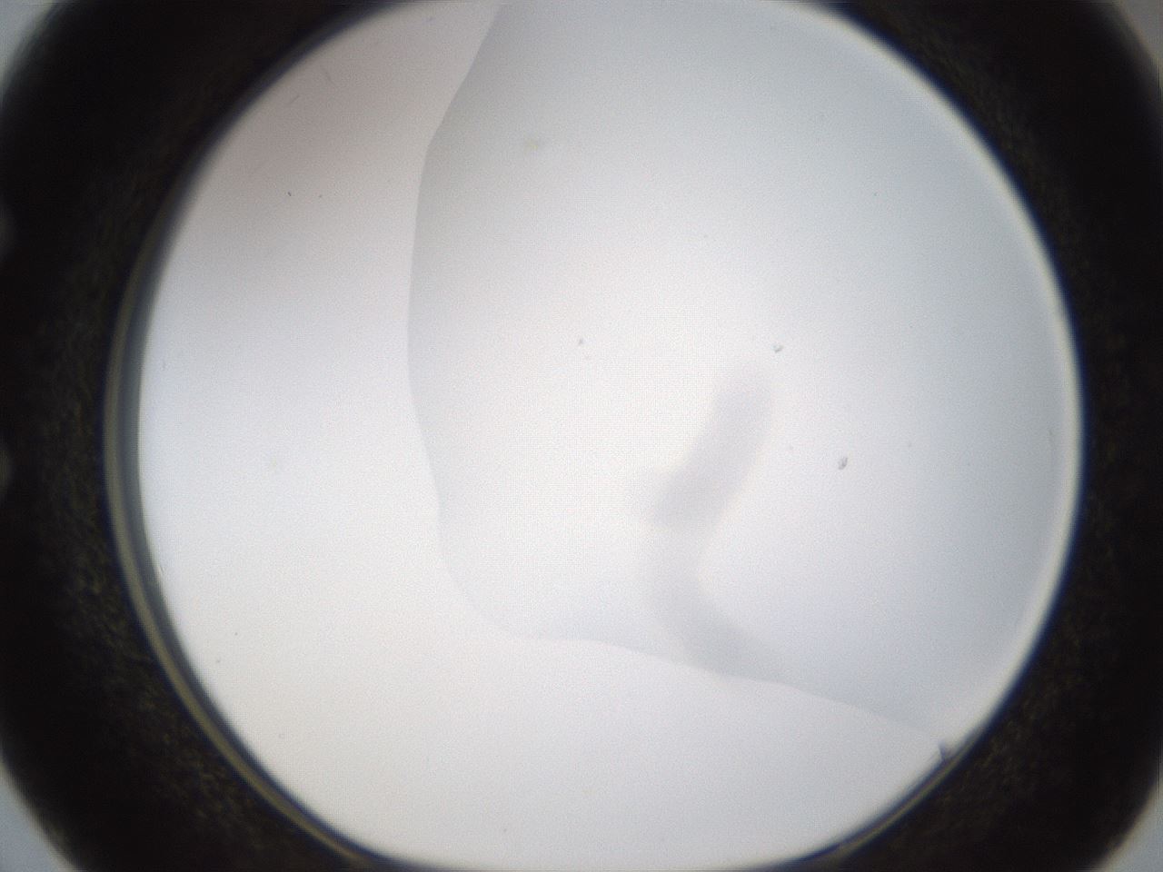 folderID189_plateID1189_batchID3369_wellNum50_profileID1_d1_r65936_ef.jpg