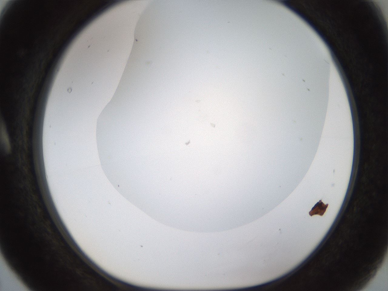 folderID189_plateID1189_batchID3369_wellNum5_profileID1_d1_r65891_ef.jpg