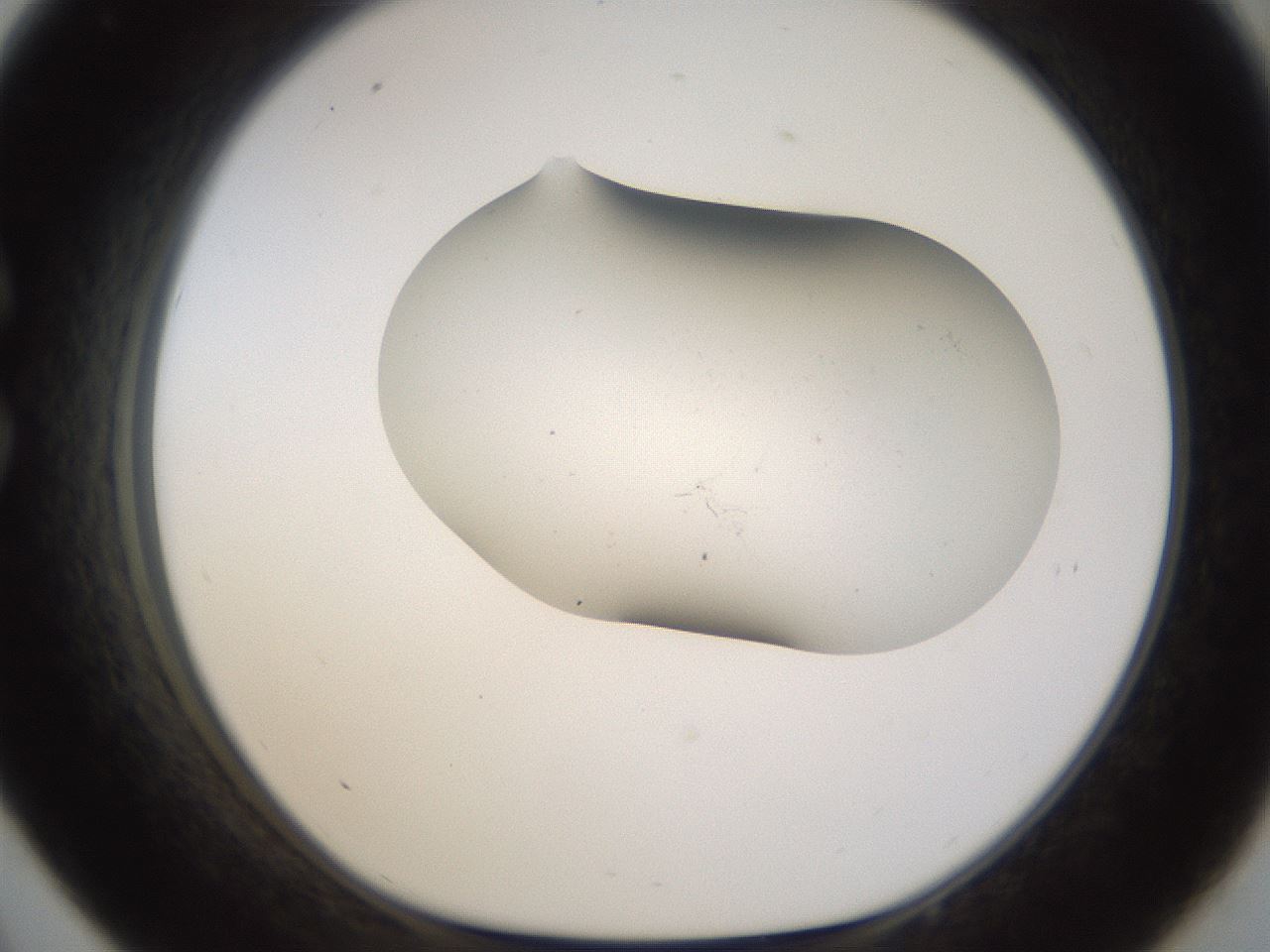 folderID188_plateID1188_batchID3357_wellNum33_profileID1_d1_r65055_ef.jpg