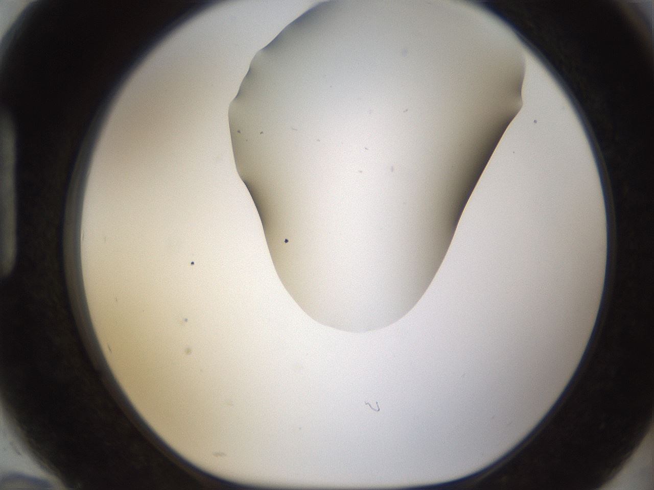 folderID189_plateID1189_batchID3369_wellNum94_profileID1_d1_r65980_ef.jpg