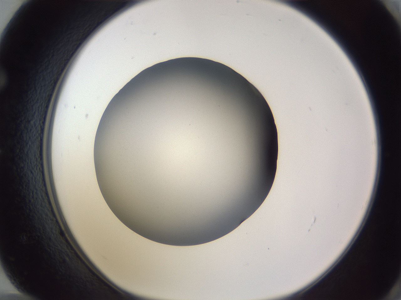 folderID189_plateID2189_batchID9952_wellNum72_profileID1_d1_r147998_ef.jpg