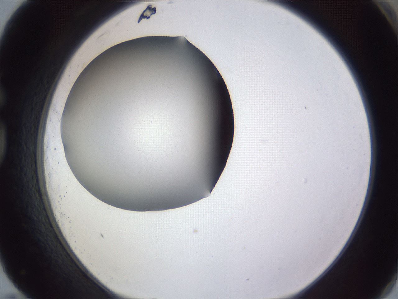 folderID189_plateID2189_batchID9952_wellNum83_profileID1_d1_r148009_ef.jpg