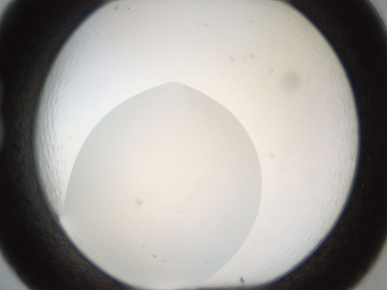 folderID18_plateID1018_batchID1888_wellNum20_profileID1_d1_r43095_ef.jpg