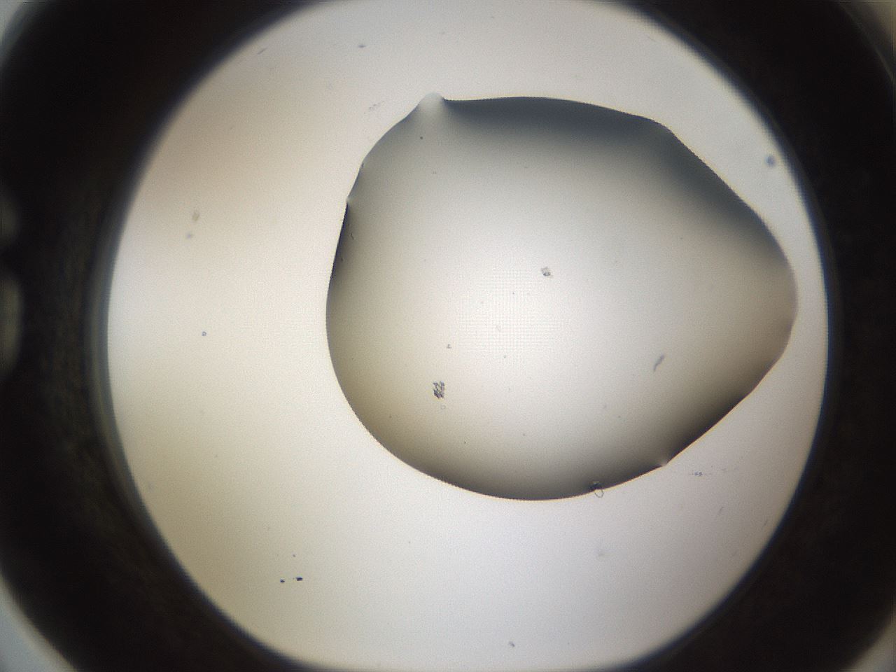 folderID189_plateID1189_batchID3369_wellNum78_profileID1_d1_r65964_ef.jpg