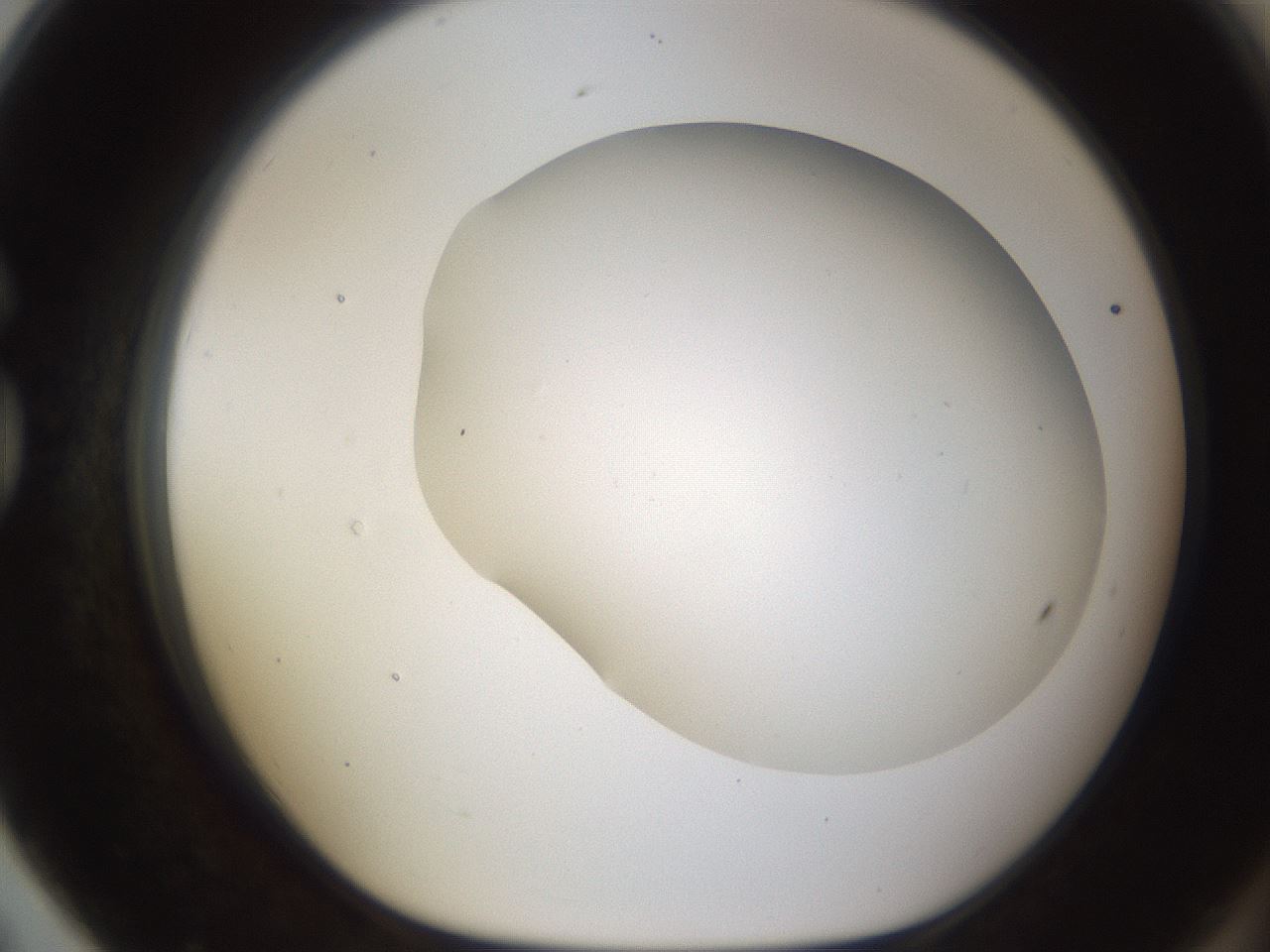 folderID189_plateID1189_batchID3369_wellNum79_profileID1_d1_r65965_ef.jpg