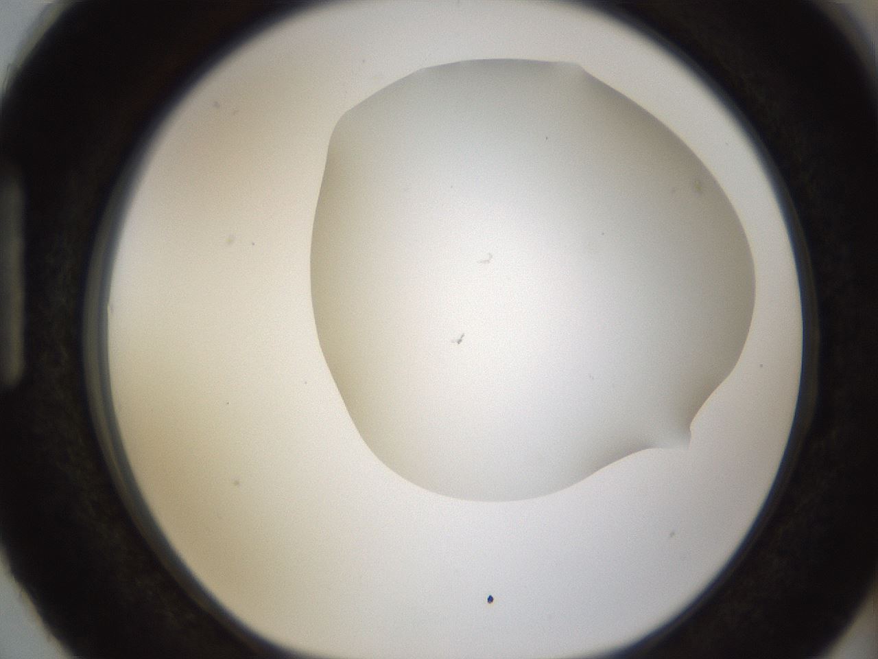 folderID189_plateID1189_batchID3369_wellNum87_profileID1_d1_r65973_ef.jpg
