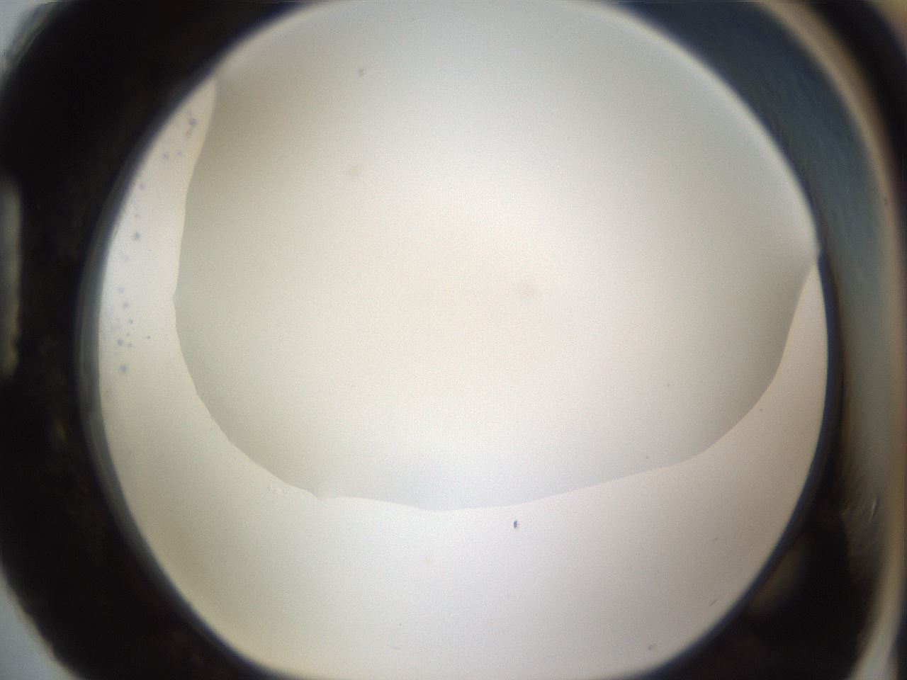 folderID189_plateID1189_batchID3369_wellNum88_profileID1_d1_r65974_ef.jpg