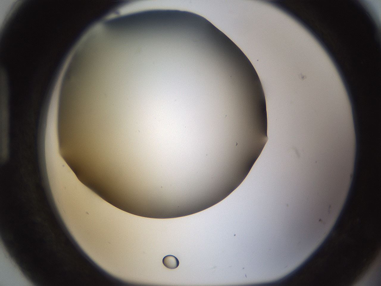 folderID189_plateID1189_batchID3369_wellNum92_profileID1_d1_r65978_ef.jpg