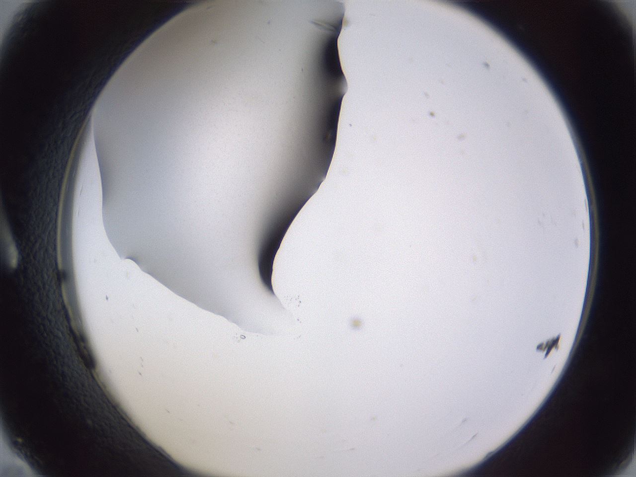 folderID189_plateID2189_batchID9952_wellNum11_profileID1_d1_r147937_ef.jpg
