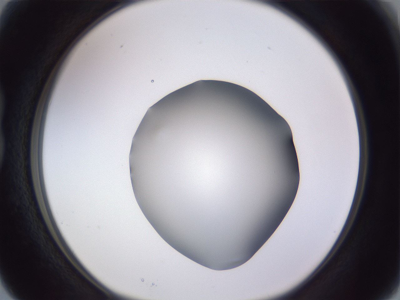 folderID189_plateID2189_batchID9952_wellNum15_profileID1_d1_r147941_ef.jpg