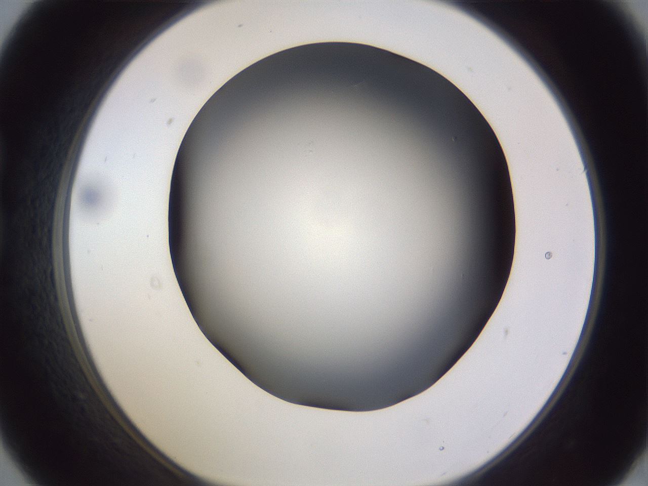 folderID189_plateID2189_batchID9952_wellNum21_profileID1_d1_r147947_ef.jpg