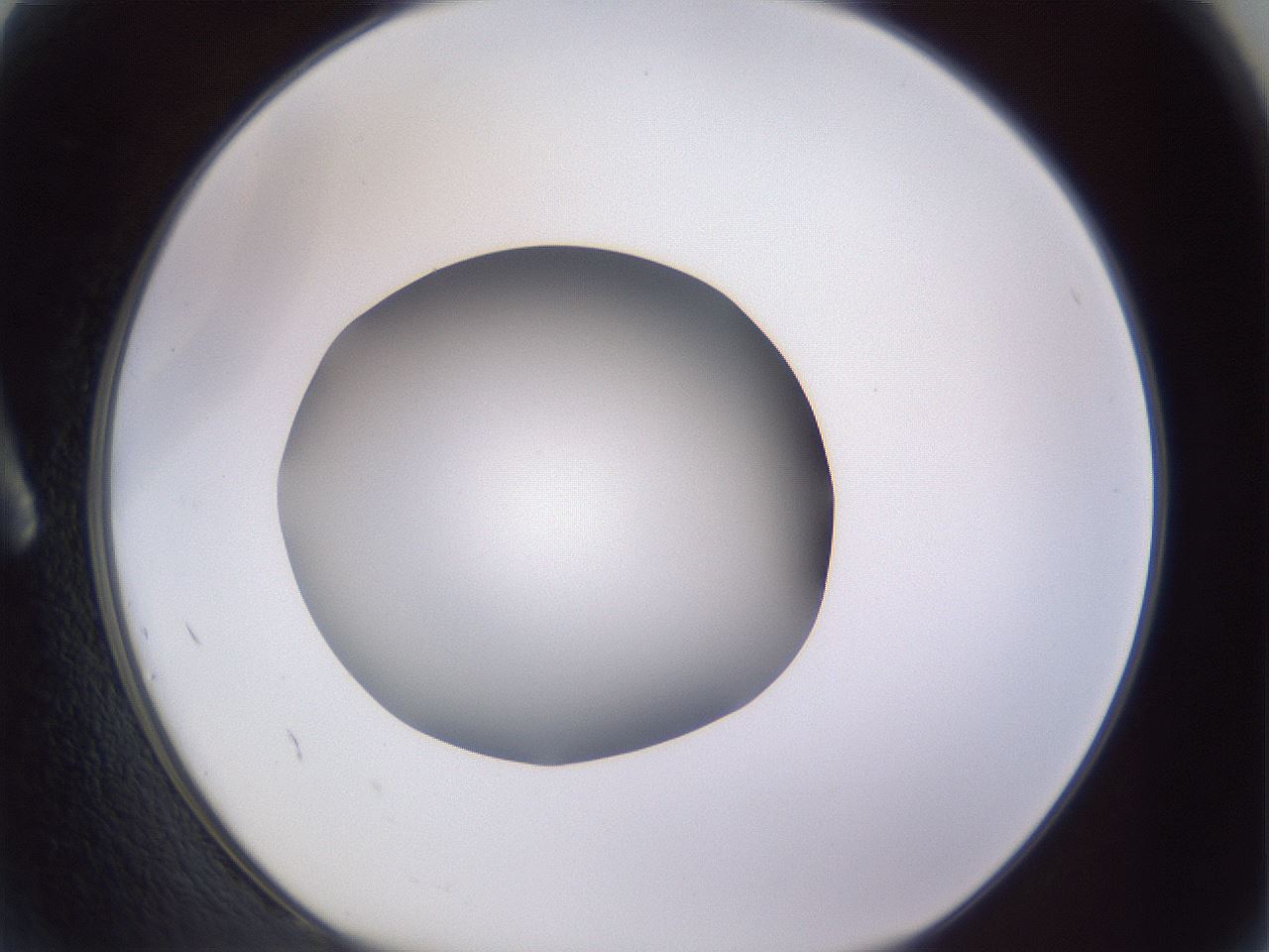 folderID189_plateID2189_batchID9952_wellNum2_profileID1_d1_r147928_ef.jpg