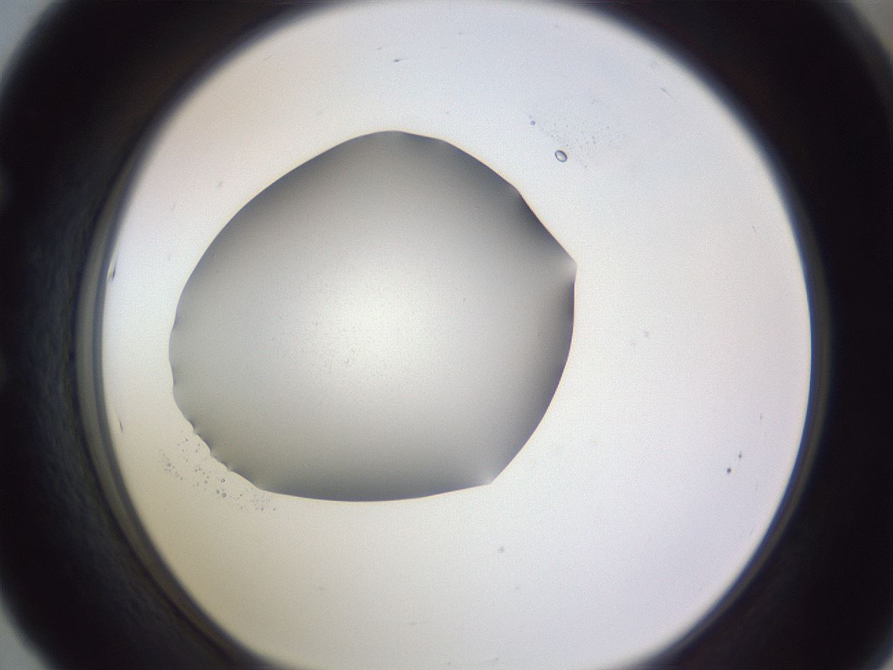 folderID189_plateID2189_batchID9952_wellNum53_profileID1_d1_r147979_ef.jpg