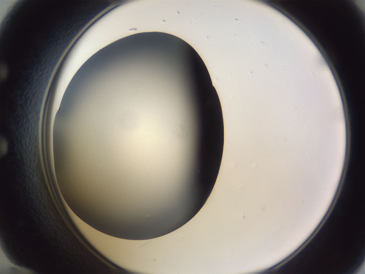 folderID189_plateID2189_batchID9952_wellNum60_profileID1_d1_r147986_ef.jpg