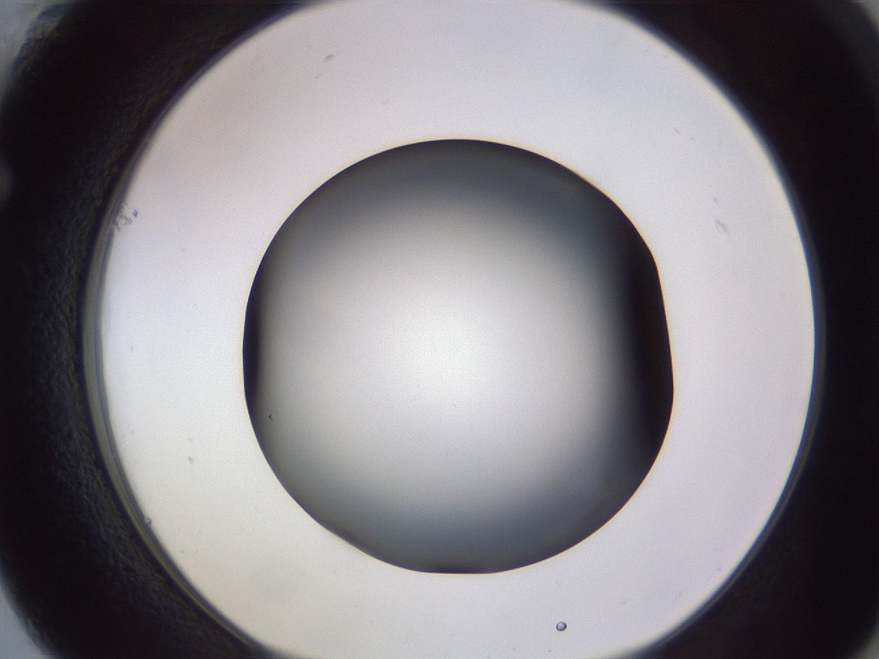 folderID189_plateID2189_batchID9952_wellNum61_profileID1_d1_r147987_ef.jpg