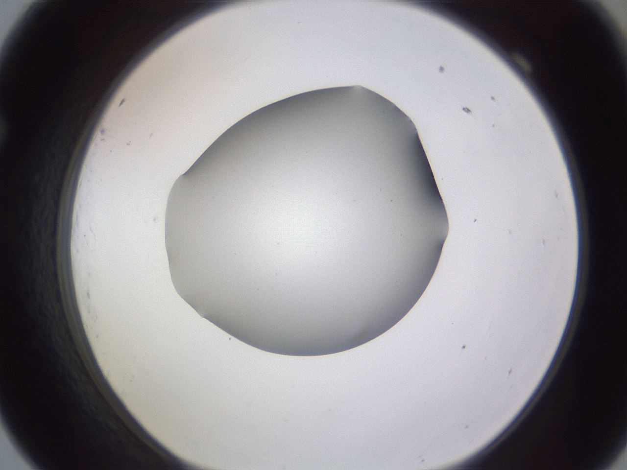folderID189_plateID2189_batchID9952_wellNum69_profileID1_d1_r147995_ef.jpg
