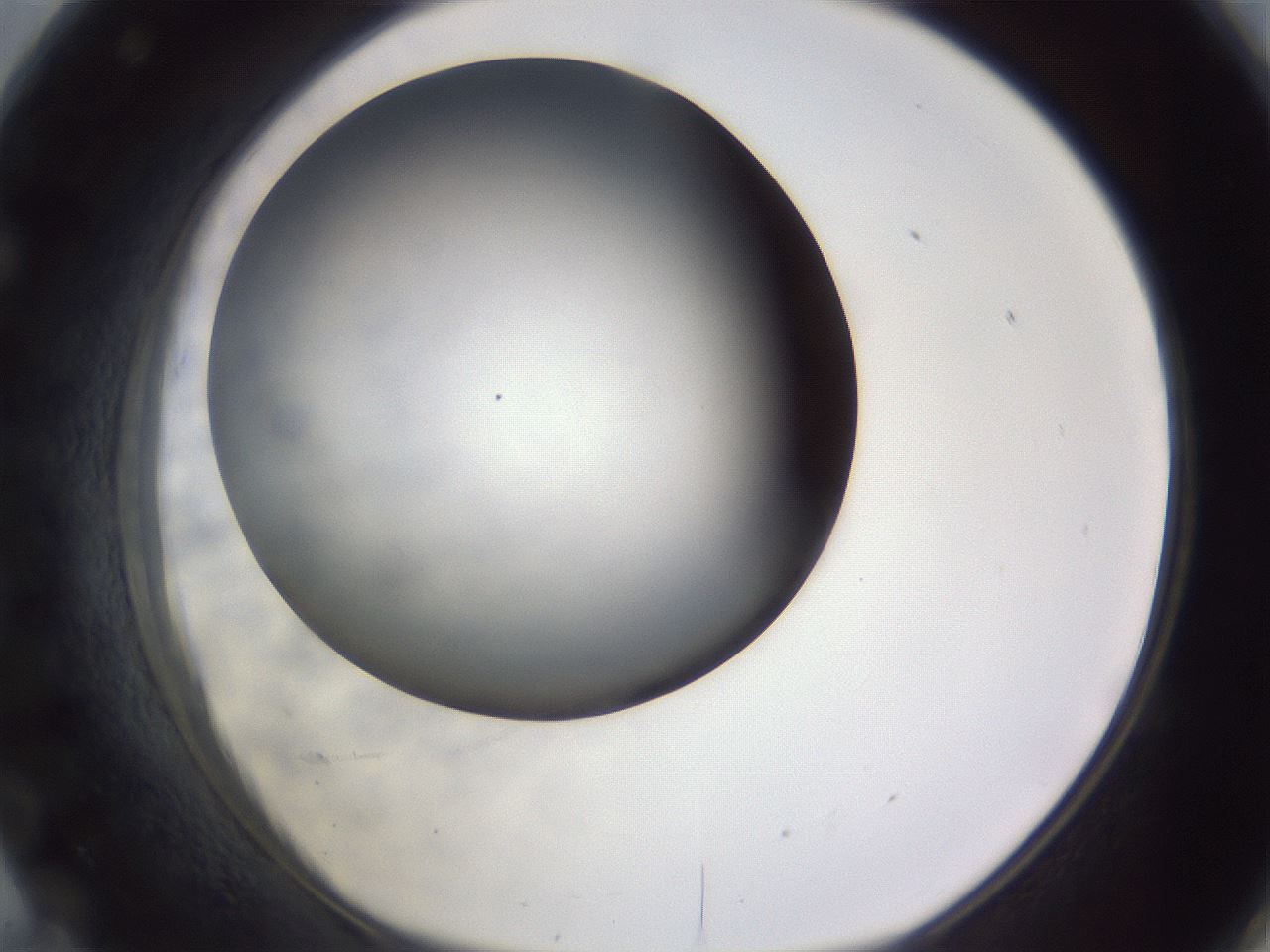 folderID189_plateID2189_batchID9952_wellNum71_profileID1_d1_r147997_ef.jpg