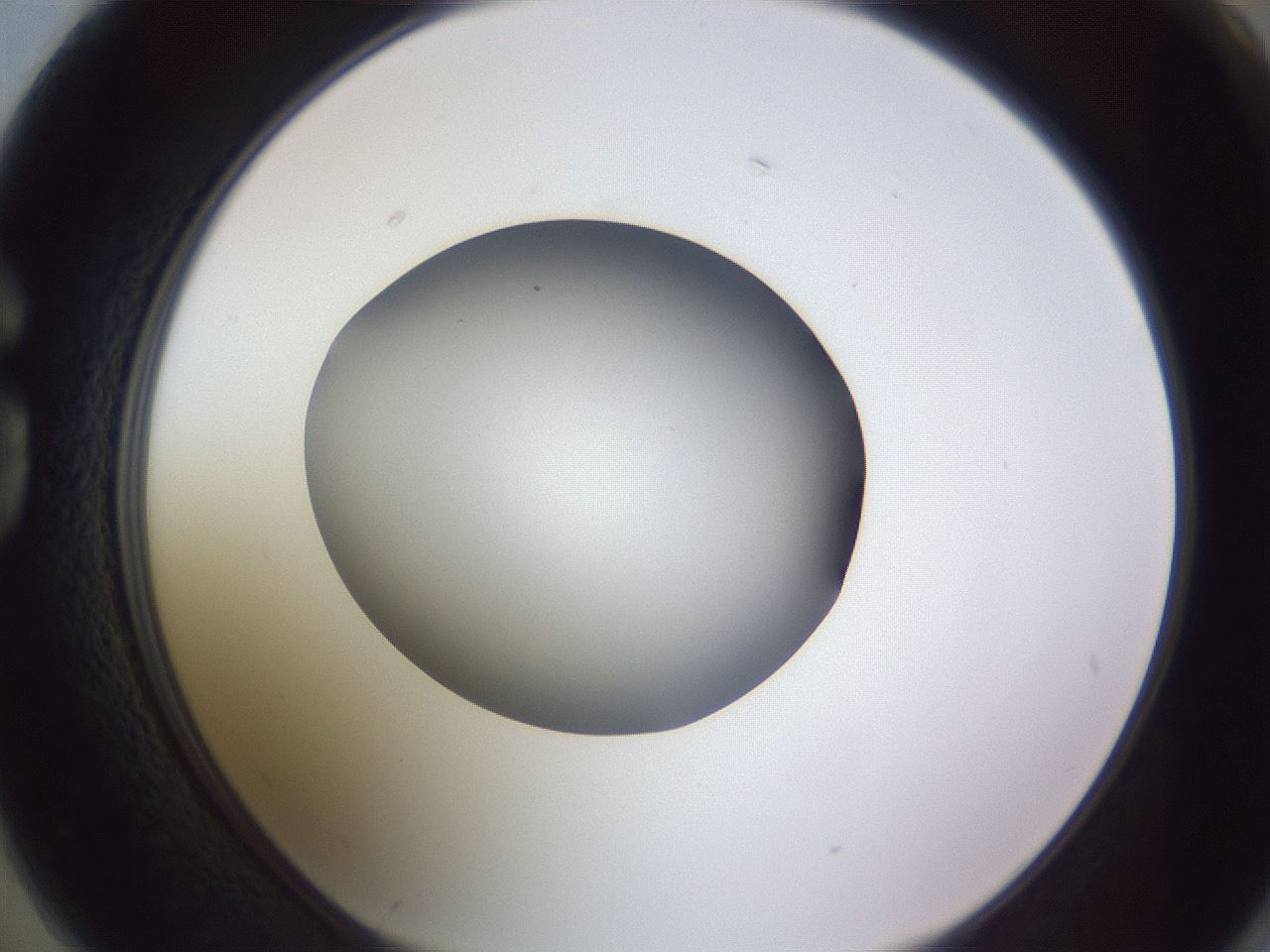 folderID189_plateID2189_batchID9952_wellNum74_profileID1_d1_r148000_ef.jpg