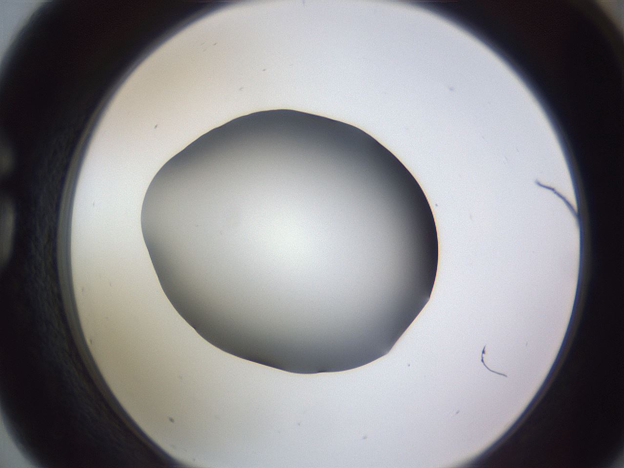 folderID189_plateID2189_batchID9952_wellNum75_profileID1_d1_r148001_ef.jpg