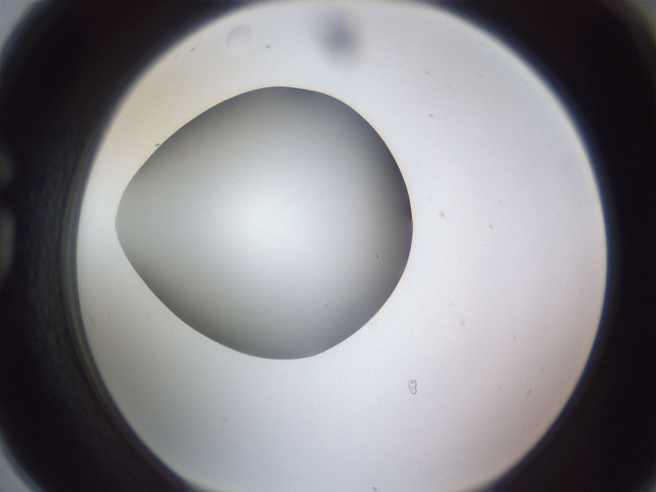 folderID189_plateID2189_batchID9952_wellNum78_profileID1_d1_r148004_ef.jpg
