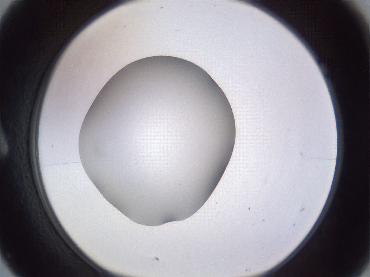 folderID189_plateID2189_batchID9952_wellNum7_profileID1_d1_r147933_ef.jpg