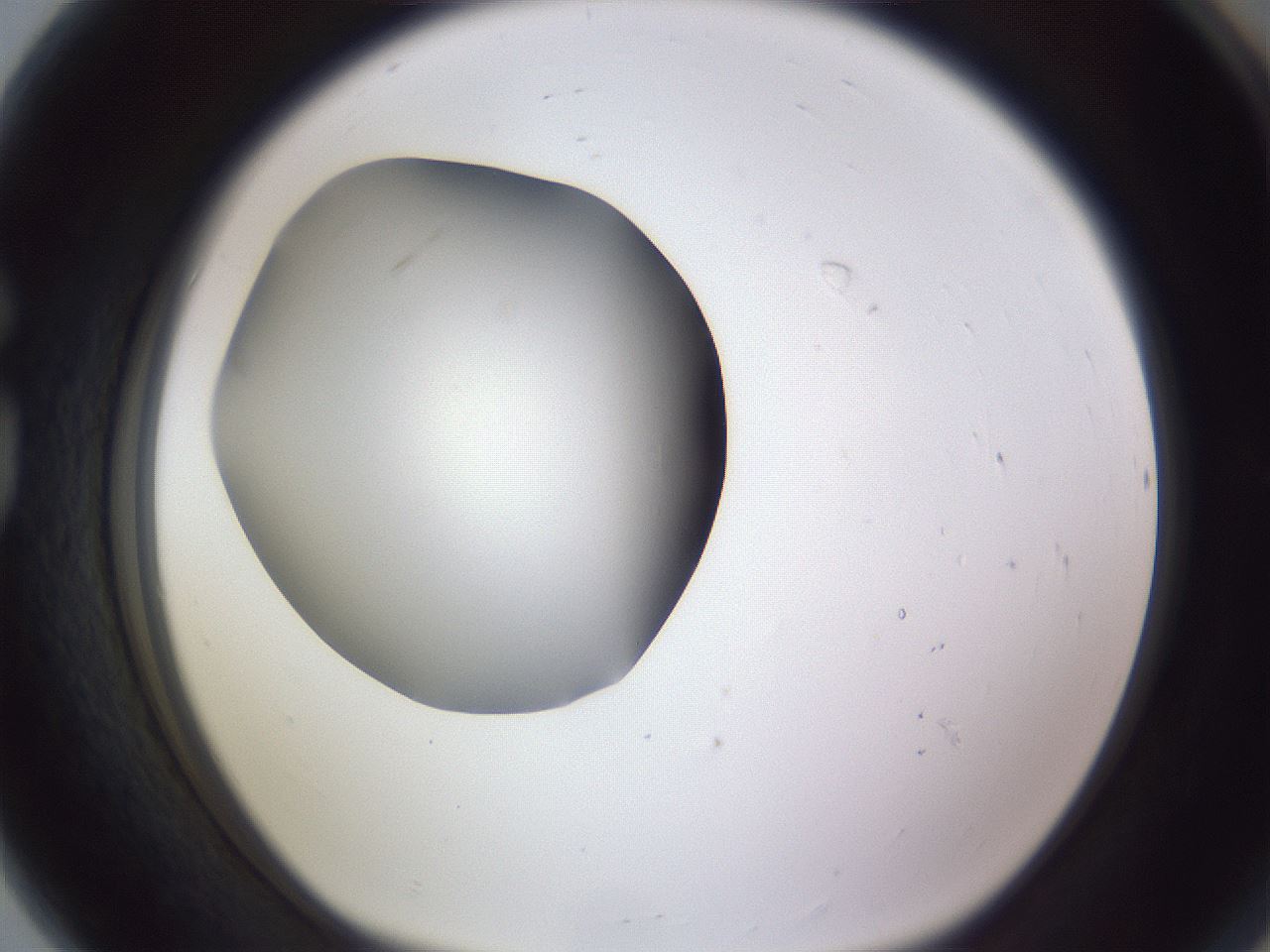 folderID189_plateID2189_batchID9952_wellNum80_profileID1_d1_r148006_ef.jpg