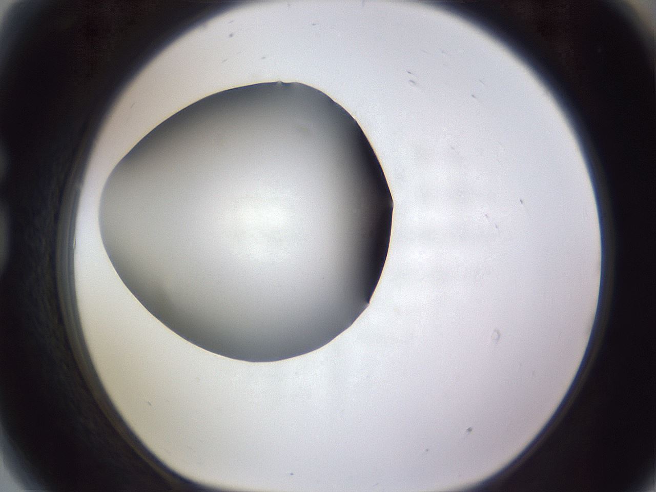 folderID189_plateID2189_batchID9952_wellNum81_profileID1_d1_r148007_ef.jpg