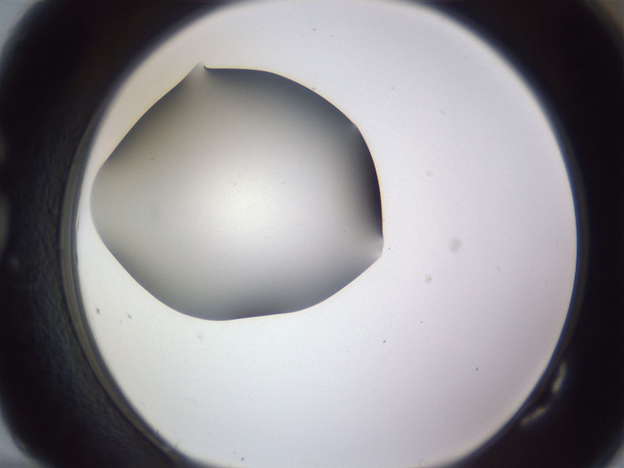 folderID189_plateID2189_batchID9952_wellNum82_profileID1_d1_r148008_ef.jpg