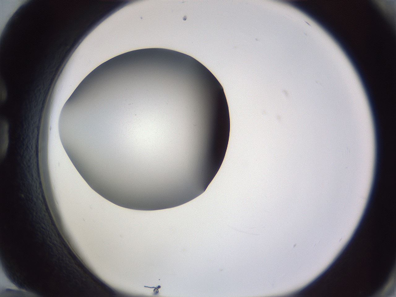 folderID189_plateID2189_batchID9952_wellNum84_profileID1_d1_r148010_ef.jpg