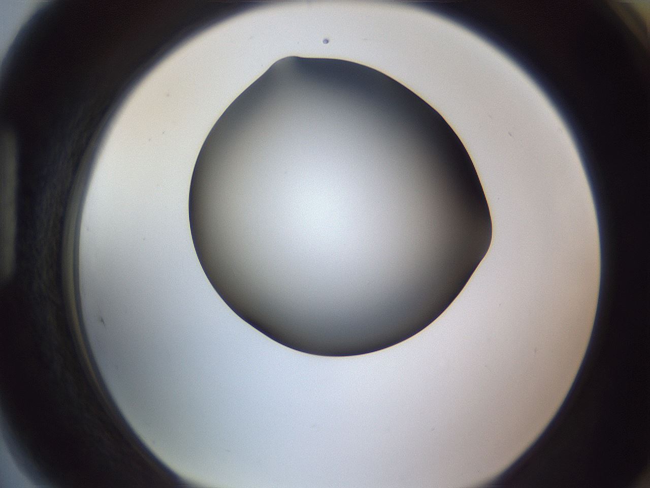 folderID189_plateID2189_batchID9952_wellNum89_profileID1_d1_r148015_ef.jpg